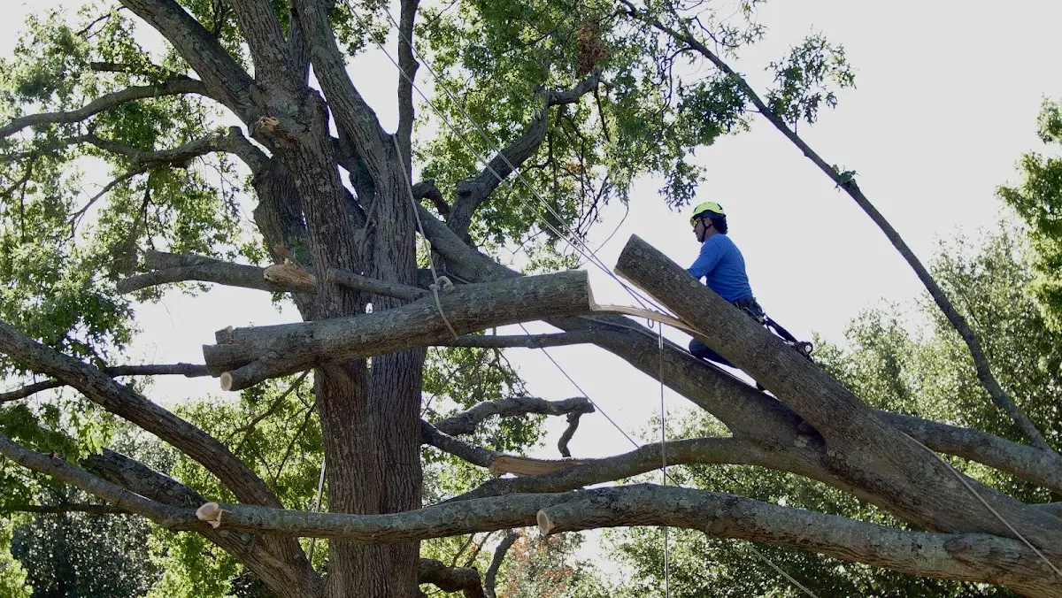 Professional Hazardous Tree Removal performed by certified arborists in Ellenburg