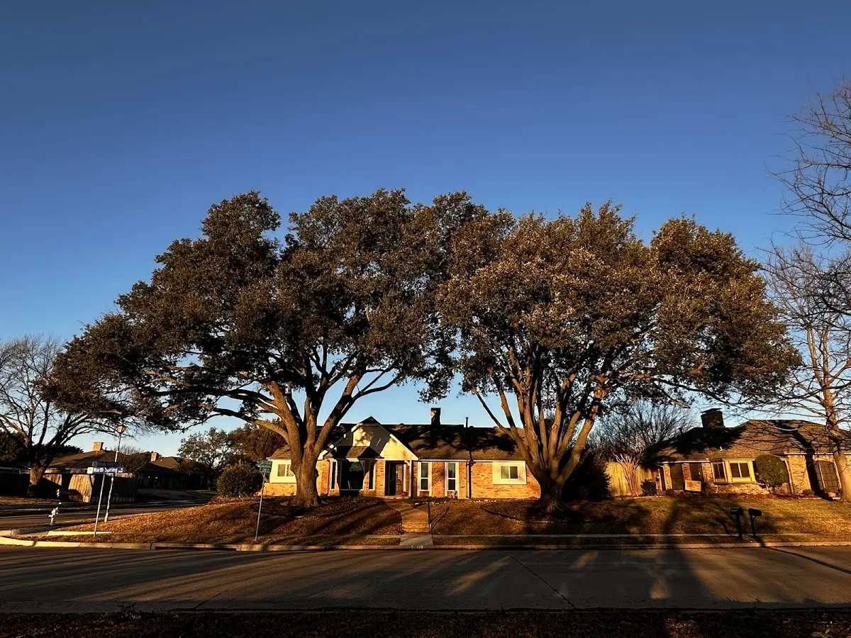 Established residential canopy tree shading a home in Ellenburg