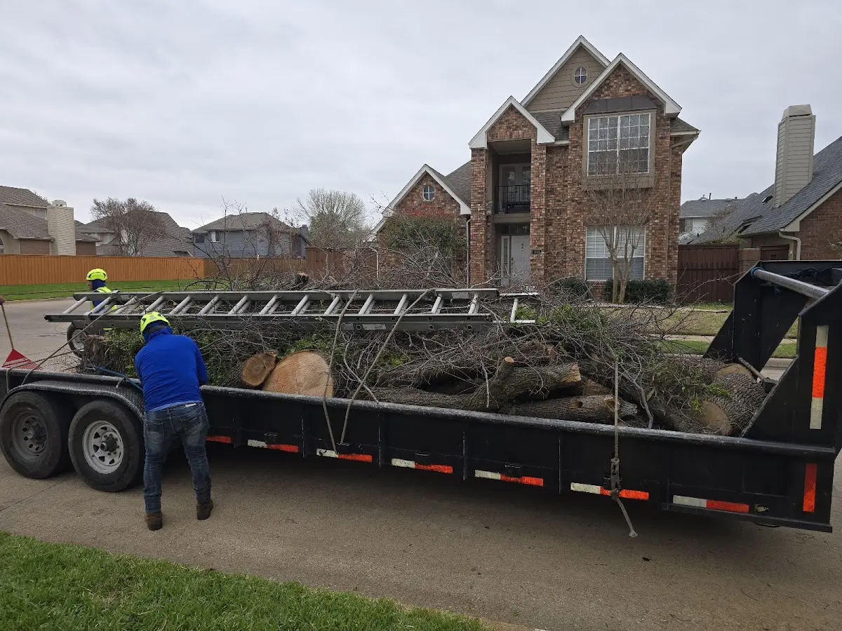 Expert Tree Removal with proper safety equipment in Ellenburg